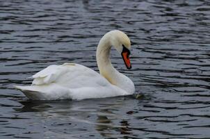 The mute swan Cygnus olor, an adult bird with a red beak swims in the sea photo