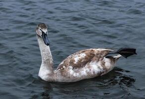 Young birds mute swan Cygnus olor, a bird with variegated feathers swims photo