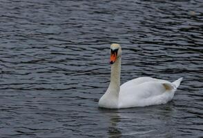 The mute swan Cygnus olor, an adult bird with a red beak swims in the sea photo