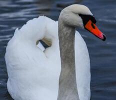 Adult bird mute swan Cygnus olor, old bird with a red beak swims in the sea photo