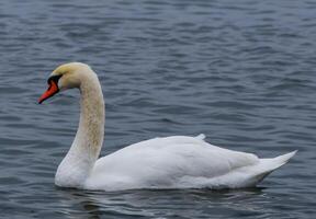 The mute swan Cygnus olor, an adult bird with a red beak swims in the sea photo