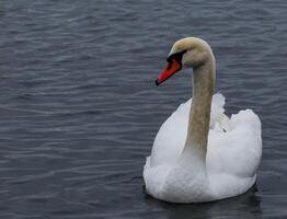 The mute swan Cygnus olor, an adult bird with a red beak swims in the sea photo