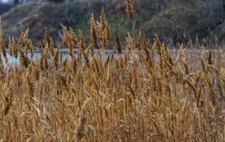 Phragmites australis - thickets of dry yellow reeds in Sukhoi estuary photo