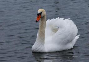 The mute swan Cygnus olor, an adult bird with a red beak swims in the sea photo