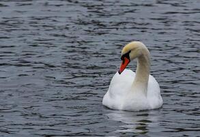 The mute swan Cygnus olor, an adult bird with a red beak swims in the sea photo