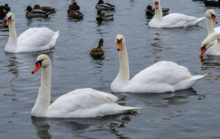 The mute swan Cygnus olor, an adult bird with a red beak swims in the sea photo