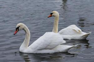 The mute swan Cygnus olor, an adult bird with a red beak swims in the sea photo