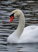 The mute swan Cygnus olor, an adult bird with a red beak swims in the sea photo