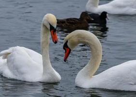 The mute swan Cygnus olor, an adult bird with a red beak swims in the sea photo