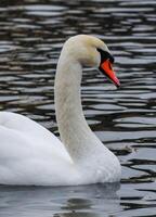 The mute swan Cygnus olor, an adult bird with a red beak swims in the sea photo