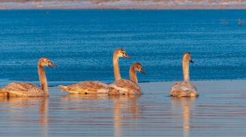 Swans in the early morning at the ice edge in the salty estuary Tiligul frozen in winter photo
