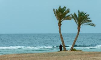 EGYPT, MARSA ALAM - FEBRUARY 27, 2019 Lonely palm trees on the shore near the coral reef against the background of the cloudy sky photo