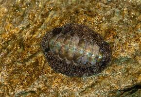 Vaillants chiton Acanthopleura vaillanti, scraping algae from corals. Red Sea, Egypt photo