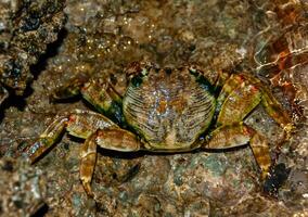 Coastal crab hides among stones and sand in the coastal reef zone in the Red Sea photo