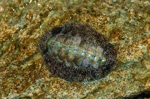 Vaillants chiton Acanthopleura vaillanti, scraping algae from corals. Red Sea, Egypt photo