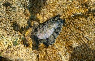 Vaillants chiton Acanthopleura vaillanti, scraping algae from corals. Red Sea, Egypt photo