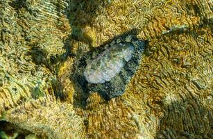 Vaillants chiton Acanthopleura vaillanti, scraping algae from corals. Red Sea, Egypt photo