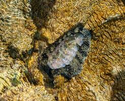 Vaillants chiton Acanthopleura vaillanti, scraping algae from corals. Red Sea, Egypt photo