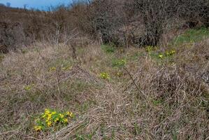Gymnospermium odessanum - Ephemeral flowers, yellow primroses in the wild photo