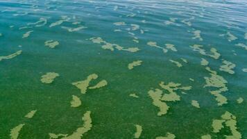 Algae float on the surface of the water in the Black Sea, a toxic blue-green algae Nodularia spumigena photo