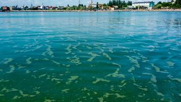 Algae float on the surface of the water in the Black Sea, a toxic blue-green algae Nodularia spumigena photo