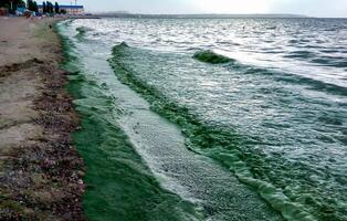 Storm washed up on the Black Sea a toxic blue-green algae Nodularia spumigena photo