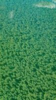 Algae float on the surface of the water in the Black Sea, a toxic blue-green algae Nodularia spumigena photo