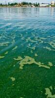 Algae float on the surface of the water in the Black Sea, a toxic blue-green algae Nodularia spumigena photo