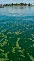 Algae float on the surface of the water in the Black Sea, a toxic blue-green algae Nodularia spumigena photo