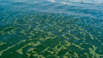 Algae float on the surface of the water in the Black Sea, a toxic blue-green algae Nodularia spumigena photo