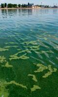 Algae float on the surface of the water in the Black Sea, a toxic blue-green algae Nodularia spumigena photo