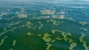 Algae float on the surface of the water in the Black Sea, a toxic blue-green algae Nodularia spumigena photo