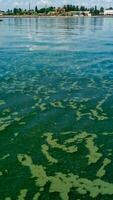 Algae float on the surface of the water in the Black Sea, a toxic blue-green algae Nodularia spumigena photo