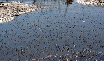 Coastal fly Diptera on the water in the shallow water of the Tiligul estuary, Ukraine photo