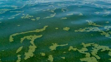 Algae float on the surface of the water in the Black Sea, a toxic blue-green algae Nodularia spumigena photo