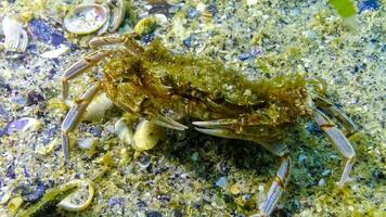 Swimming crab Macropipus holsatus eating mussel meat, Black Sea photo
