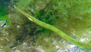Fish in the thickets of seaweed. Broadnosed pipefish Syngnathus typhle photo
