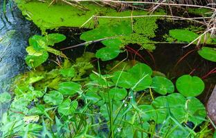 Floating aquatic plants, water lily Nymphaea candida and yellow capsule Nuphar lutea photo