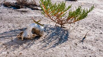 Acrida ungarica, insect sits on an old skull of a predatory animal against the background of cracked mud photo