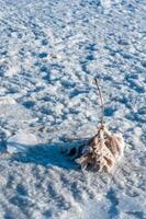 Self-precipitating table salt sodium chloride on the surface of dried plants photo