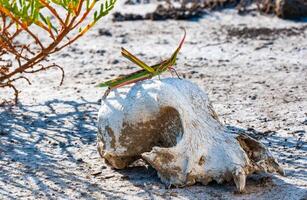 Acrida ungarica, insect sits on an old skull of a predatory animal against the background of cracked mud photo