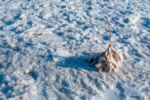 Self-precipitating table salt sodium chloride on the surface of dried plants photo