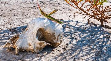 Acrida ungarica, insect sits on an old skull of a predatory animal against the background of cracked mud photo
