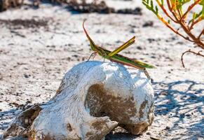 Acrida ungarica, insect sits on an old skull of a predatory animal against the background of cracked mud photo