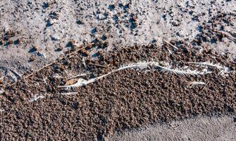 Salted dead insects washed up by waves on the shore of the dried-up hyperhaline Kuyalnik estuary photo
