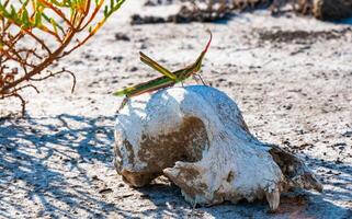 Acrida ungarica, insect sits on an old skull of a predatory animal against the background of cracked mud photo