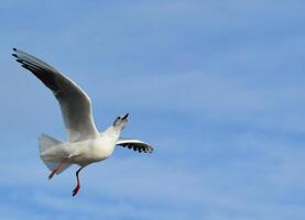 The black-headed gull Chroicocephalus ridibundus Larus ridibundus. Bird in flight with its wings spread wide, Black Sea photo