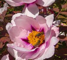 Honey bees collect nectar and pollen in the red flowers of a garden peony photo