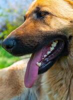 Portrait of an East European Shepherd dog, female dog sticking out red tongue photo