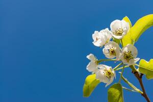 Flowering pear branch against the blue sky, Ukraine photo